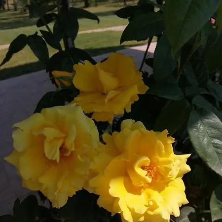 Il Podere Di Sole * Roccastrada