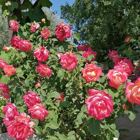 Il Podere Di Sole Farm stay Roccastrada