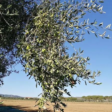 Farma Il Podere Di Sole *