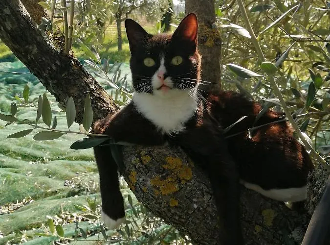 Il Podere Di Sole ファームステイ ロッカストラーダ