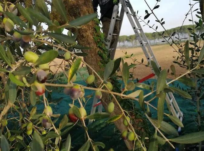 ファームステイ Il Podere Di Sole ロッカストラーダ