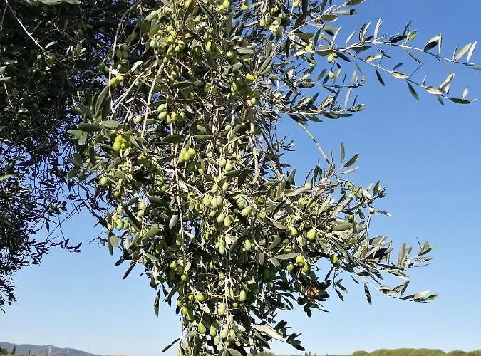 ファームステイ Il Podere Di Sole *