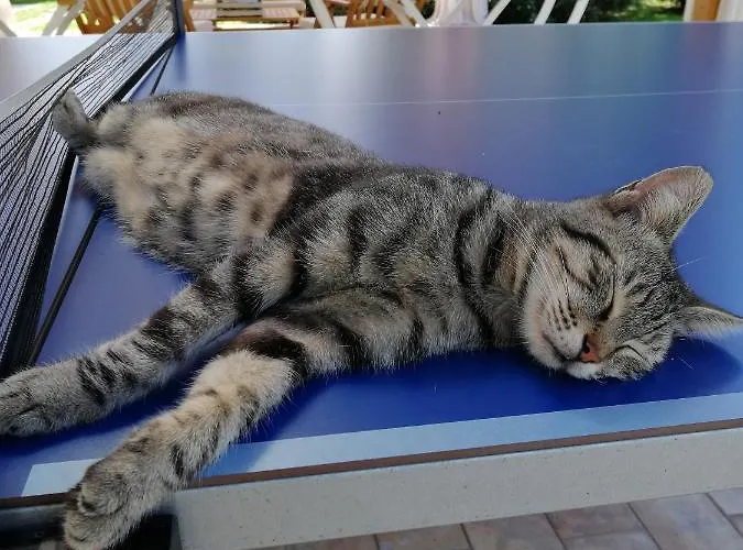 Il Podere Di Sole ファームステイ ロッカストラーダ